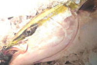 �X���@���u��